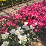 ヒメ日記 2025/04/19 12:04 投稿 かすみ カワサキEROTIC（ソープランド）