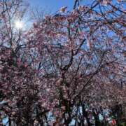 ヒメ日記 2025/04/26 08:01 投稿 かすみ カワサキEROTIC（ソープランド）