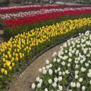 ヒメ日記 2025/04/27 12:30 投稿 かすみ カワサキEROTIC（ソープランド）