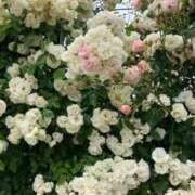 ヒメ日記 2025/05/11 06:21 投稿 かすみ カワサキEROTIC（ソープランド）