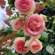 ヒメ日記 2025/05/16 10:00 投稿 かすみ カワサキEROTIC（ソープランド）