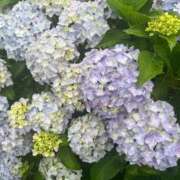 ヒメ日記 2025/06/14 17:00 投稿 かすみ カワサキEROTIC（ソープランド）