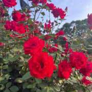 ヒメ日記 2025/06/15 12:30 投稿 かすみ カワサキEROTIC（ソープランド）