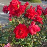 ヒメ日記 2025/06/20 05:30 投稿 かすみ カワサキEROTIC（ソープランド）