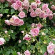 ヒメ日記 2025/07/12 22:01 投稿 かすみ カワサキEROTIC（ソープランド）