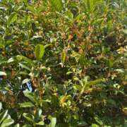 ヒメ日記 2025/10/06 06:30 投稿 かすみ カワサキEROTIC（ソープランド）