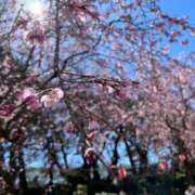 ヒメ日記 2026/04/09 06:30 投稿 かすみ カワサキEROTIC（ソープランド）