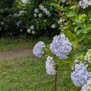 ヒメ日記 2025/06/24 22:32 投稿 門屋らん 五十路マダム愛されたい熟女たち岡山店（カサブランカグループ）