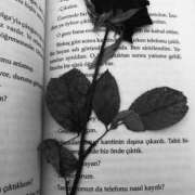 ヒメ日記 2025/11/02 23:00 投稿 紲(きずな) 黒薔薇