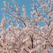 阿部あき 新年度☘️* セレブショップ新宿（東京ハレ系）