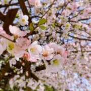 ヒメ日記 2025/03/27 14:13 投稿 直江 MadameRest(マダムレスト)