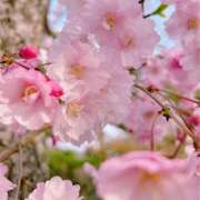 ヒメ日記 2025/04/06 09:45 投稿 直江 MadameRest(マダムレスト)