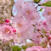 ヒメ日記 2026/04/05 18:00 投稿 直江 MadameRest(マダムレスト)