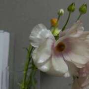 ヒメ日記 2026/03/27 16:11 投稿 白咲　かれん 癒し娘診療所 水戸・ひたちなか店