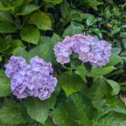 ヒメ日記 2025/06/30 10:54 投稿 りく 奥様の実話 谷九店