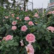 ヒメ日記 2025/10/24 10:52 投稿 りく 奥様の実話 谷九店