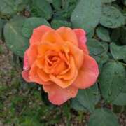 ヒメ日記 2025/10/25 10:49 投稿 りく 奥様の実話 谷九店