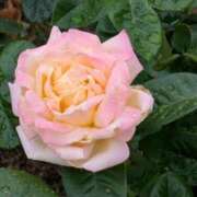 ヒメ日記 2025/11/02 11:05 投稿 りく 奥様の実話 谷九店