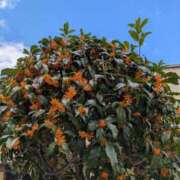 ヒメ日記 2025/11/07 11:06 投稿 りく 奥様の実話 谷九店