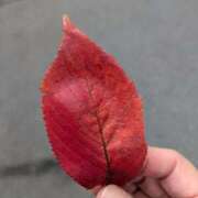 ヒメ日記 2025/11/15 11:01 投稿 りく 奥様の実話 谷九店