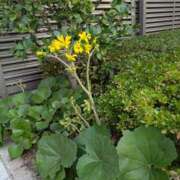 ヒメ日記 2025/11/24 10:53 投稿 りく 奥様の実話 谷九店