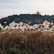 ヒメ日記 2025/11/28 10:59 投稿 りく 奥様の実話 谷九店