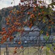 ヒメ日記 2025/11/29 11:11 投稿 りく 奥様の実話 谷九店