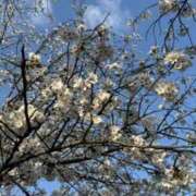 ヒメ日記 2025/04/05 16:20 投稿 りり 快楽玉乱堂