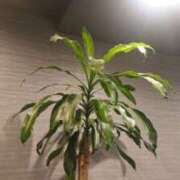 ヒメ日記 2025/01/02 13:35 投稿 遠山 みかげ こあくまな熟女たち 千葉店（KOAKUMAグループ）