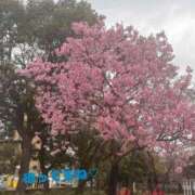 ヒメ日記 2025/04/03 07:58 投稿 りょうこ 熟女家 堺東店