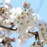 ヒメ日記 2025/03/30 13:57 投稿 アイ Club 妻