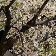 ヒメ日記 2025/04/05 13:25 投稿 アイ Club 妻