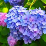 ヒメ日記 2025/06/09 13:31 投稿 アイ Club 妻