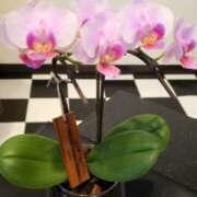 ヒメ日記 2025/06/24 13:10 投稿 アイ Club 妻