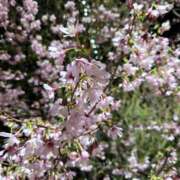 ヒメ日記 2026/03/06 12:31 投稿 アイ Club 妻