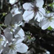 ヒメ日記 2026/04/01 13:03 投稿 アイ Club 妻