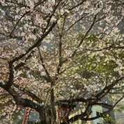 ヒメ日記 2026/04/11 20:50 投稿 みほ 水戸人妻花壇