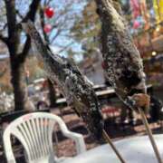 ヒメ日記 2025/04/21 22:48 投稿 こころ 奥様メモリアル