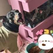 ココネ 3/1います クレイジーホース