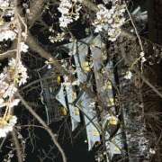 ヒメ日記 2026/04/03 10:36 投稿 ココネ クレイジーホース