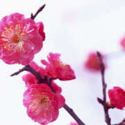 ヒメ日記 2026/01/18 10:31 投稿 清水りょう Matriarch(マトリアルカ)