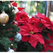 ヒメ日記 2024/12/24 18:24 投稿 こはく consolation