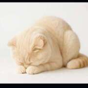 ヒメ日記 2025/10/29 13:16 投稿 こはく consolation