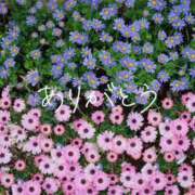 ヒメ日記 2026/03/05 19:28 投稿 こはく consolation