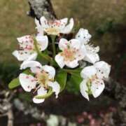 ヒメ日記 2026/04/01 11:15 投稿 松田 千香 福岡 大人女子のちょっとHな専門店