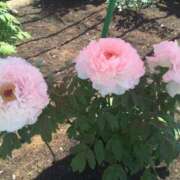 ヒメ日記 2026/04/28 09:14 投稿 松田 千香 福岡 大人女子のちょっとHな専門店