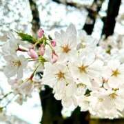美優（みゆ） 桜を見に行ったら♪♪♪ ビッグバード