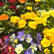 美優（みゆ） 春ルルルン♪ ビッグバード