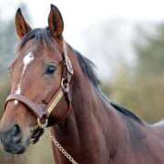 奈津（なつ） むむむ。 ビッグバード