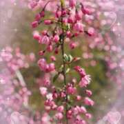 ヒメ日記 2025/04/17 10:23 投稿 つかさ 逢って30秒で即尺